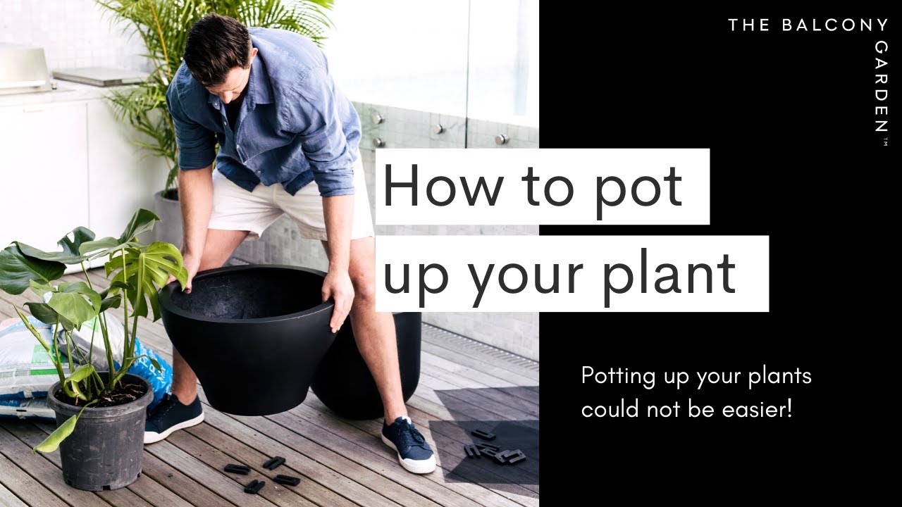 How to pot up your indoor and outdoor plants by The Balcony Garden