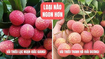 Vải Thiều Lục Ngạn (Bắc Giang) vs Vải Thiều Thanh Hà (Hải Dương) | Bếp Của Mẹ