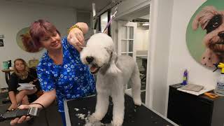 Bedlington terrier 101 part 3  @DogGroomingTV ​