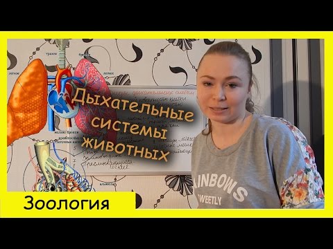 Виды дыхательных систем животных.