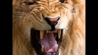 Tonga College Atele (TCA LIONS)