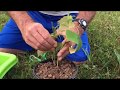 How To Grow Grape Vines Root Cuttings From Existing Plants