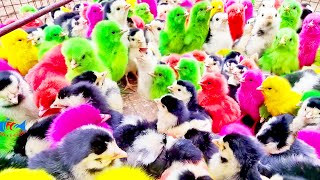 RAINBOW CHICKS MURGI Baby Chicken Cute Chicks Chirping Sounds | Color MURGI Chicken