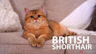 Black Golden British Shorthair Cat  1 year old. Calming video with cat purring sound.