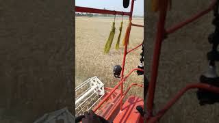 गेहूँ की कटाई।। #farming #wheat #viral #shorts #harvest #yeild #trending #khetibadi #india #youtube