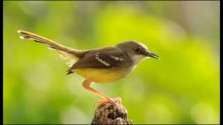 Suara Masteran burung ciblek gacor,, mp3 ciblek gacor dor!!!!