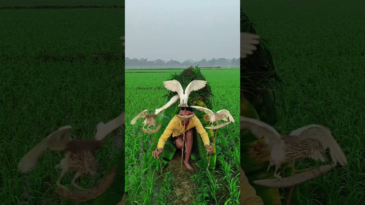 Hunting red buck in small paddy fields