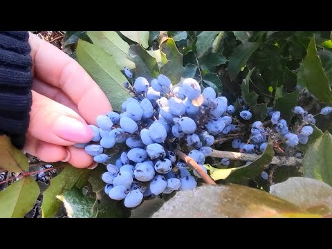 Магония падуболистная в моем саду Магония падуболистная в моем саду