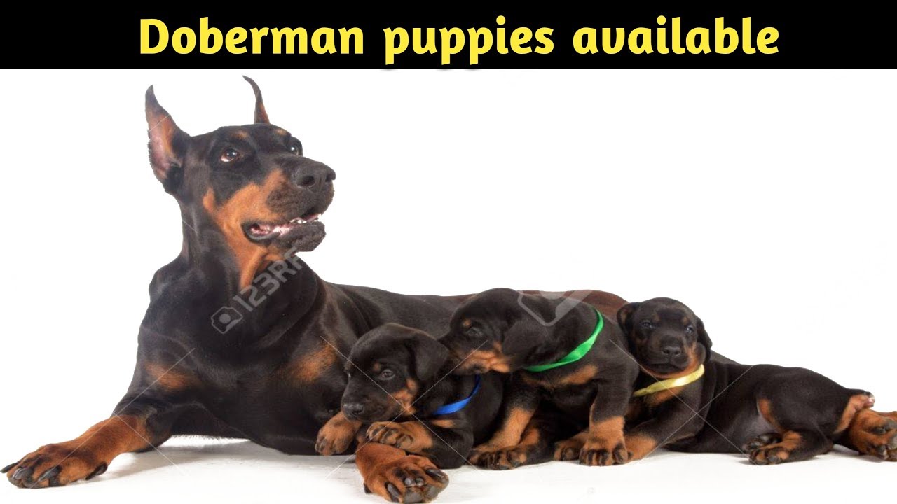 Doberman Pupppies For Sale In Delhi And India 9711696640 Youtube