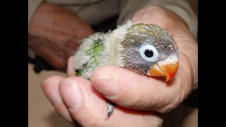 ジャンボセキセイインコが仲間入りしました 福岡インコ ペットミッキン