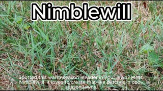 Nimblewill lawn care weed identify  #lakedew Agtech
