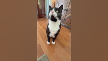 Thumbnail of This is a 3 second song, or is it? 🤔 #cat #funny #cute #shorts