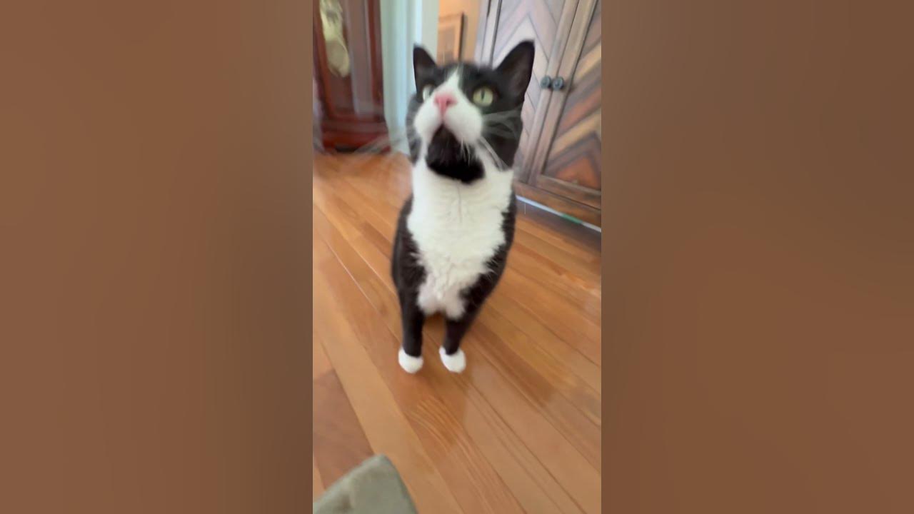 This is a 3 second song, or is it? 🤔 #cat #funny #cute #shorts
