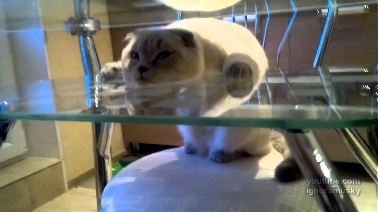 half cat is resting (Г-образный кот)