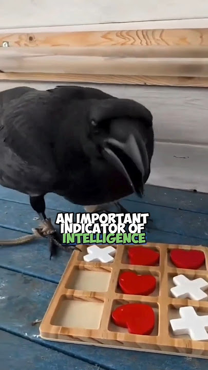 The Genius of Crows: Exploring the Remarkable Intelligence of the World's Smartest Birds