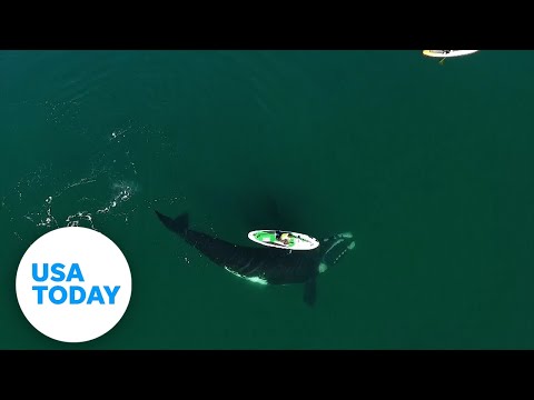Giant whale surprises paddle boarder with friendly nudge | USA TODAY