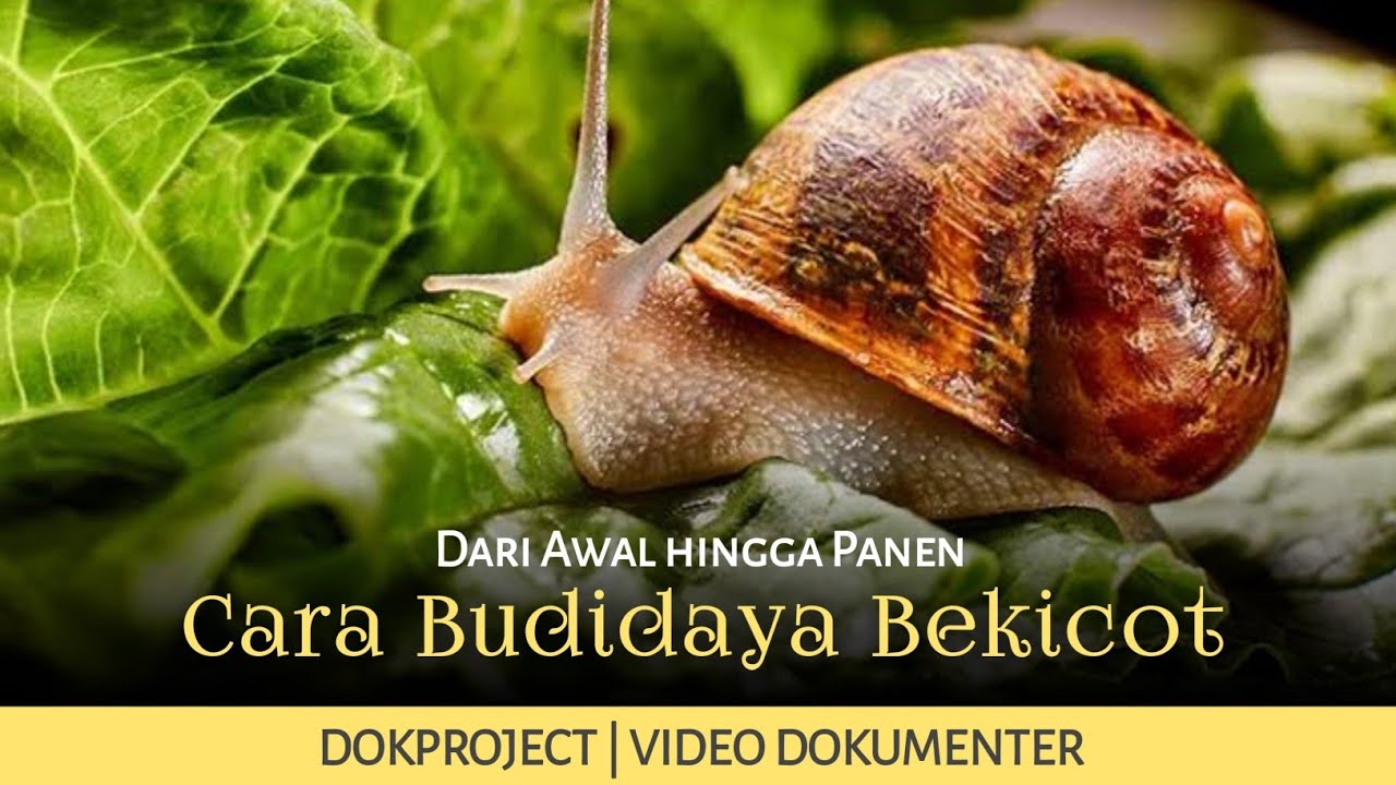 Cocok Jadi Peluang Usaha, Cara & RAHASIA Budidaya Bekicot dari Awal Hingga Panen