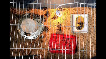 Làm chuồng úp Chim Cút Con .