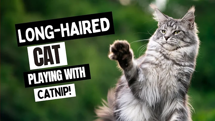 Watch the video about Long Haired Maine Coon Cat Playing With Catnip!