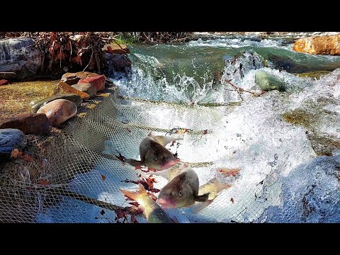 İNANILMAZ BASİT BALIK AVI YÖNTEMİ | Amazing simple fishing method | Fish trap | Balık tuzağı | Rampe