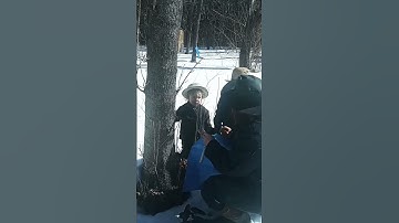 Tapping maple trees 🍁#maplesyrup