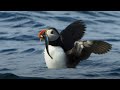 Puffin Hunts Fish To Feed Puffling | Blue Planet II | BBC Earth