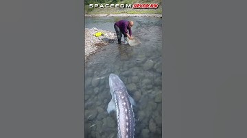 LOOK AT THIS! CATCHING A LARGE STURGEON