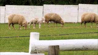 Beautiful Place Good Charlotte music video HD