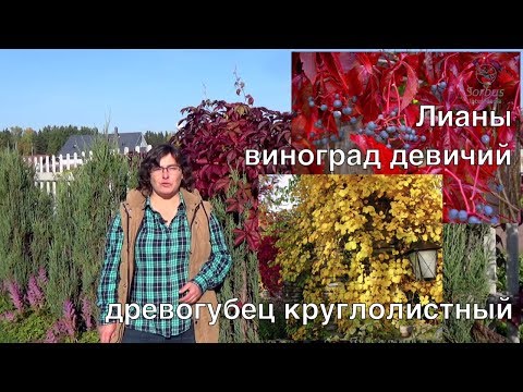 Лианы - виноград
