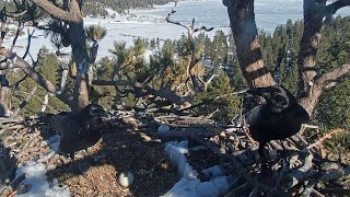 Big Bear Bald Eagles \/⚠️Ravens eat Jackie's and Shadow's unhatched eggs😞 March 7, 2023