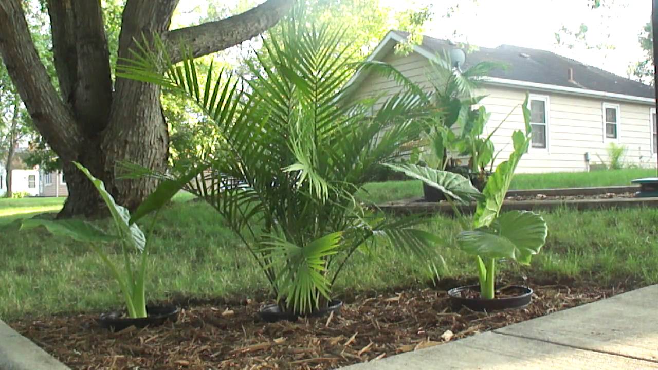 Majesty Palm and Upright Elephant Ear - Tropical Plants in Minnesota