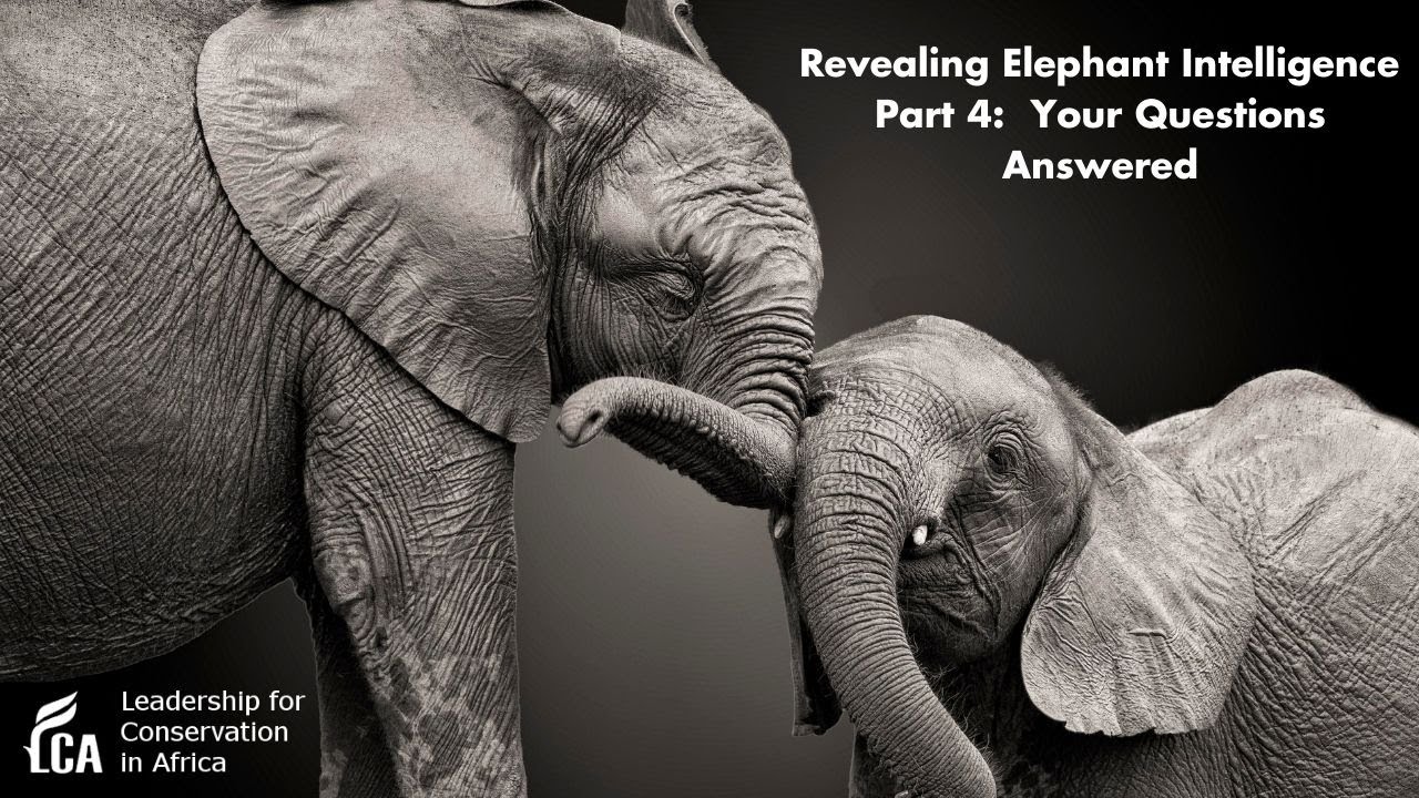 Revealing Elephant Intelligence Part 4 : Your Questions Answered - YouTube