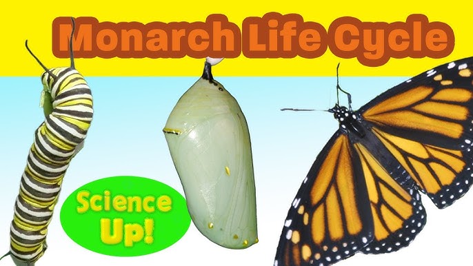 The Butterfly Life Cycle  Educational Videos For Kids 