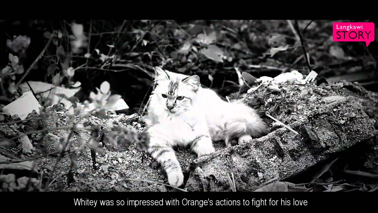 Langkawi Entertainment Shows Cat's Love Story YouTube