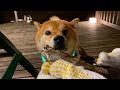 柴犬、生まれて初めての体験【グランピング】