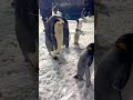 Cute penguin🐧#penguin #funny #fyp #foryou #usa