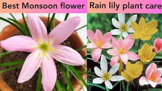 Rain lily grow care n fertilizer tips, best plant for monsoon season
