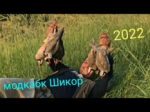 Охота на Куропатка Кеклик в Таджикистане 2022 Шикори Модкабк 2022 Keklik Partridge