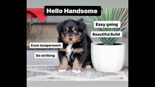 Australian Shepherd Puppies by Canyon Creek Aussies 478 views 2 months ago 2 minutes, 11 seconds