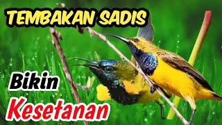 Masteran Sogon Gacor  Suara Burung Yang Dahsyat Untuk Kompetisi U0026 Latihan Harian
