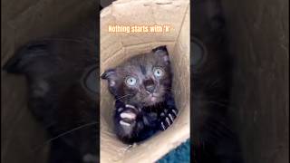 I just realised nothing starts with N and ends with G ⁉️🫣🧐 #catshorts #cat #funny #viralshorts