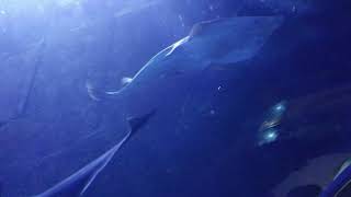 Aquarium of the Bay~