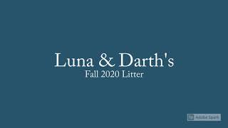 Luna Darth S Fall 2020 Litter 4 12 Weeks Old