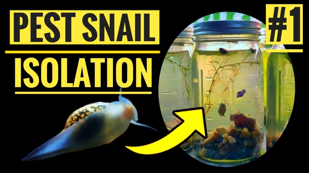 Fancy Tail Bladder Snails: Selective Breeding