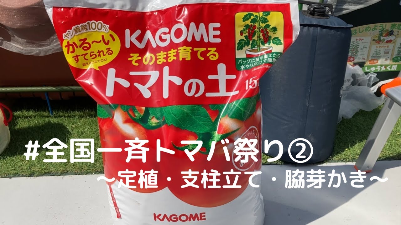 Nationwide Tomato Festival ② [Planting cherry tomatoes 🍅 (thin