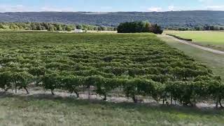 Epic Drone Flight Through New York Wine Country 🍇 | Cinematic Vineyard Footage