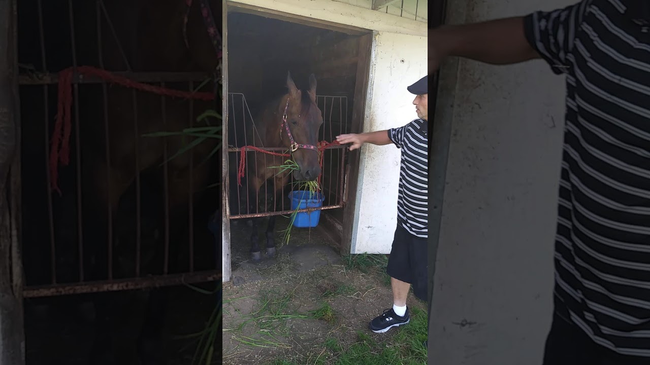 Anthony feeding a Hungry Horse YouTube