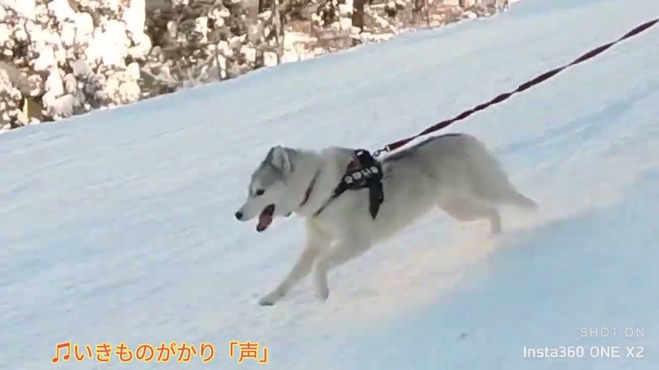 爆走💨ゆいちゃん🐺ワンコと野沢温泉スキー場 2024 #ハスキーゆいちゃん 💕 #スキージョアリング 💕 2024も時速40kmで気持ちよく爆走してます‼️