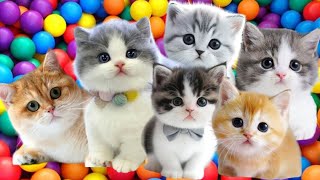 ANAK KUCING MEONG MEONG IBU KUCING MEONG MEONG /LAGU POPULER ANAK ANAK