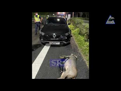 wild boar got knockdown by car at expressway